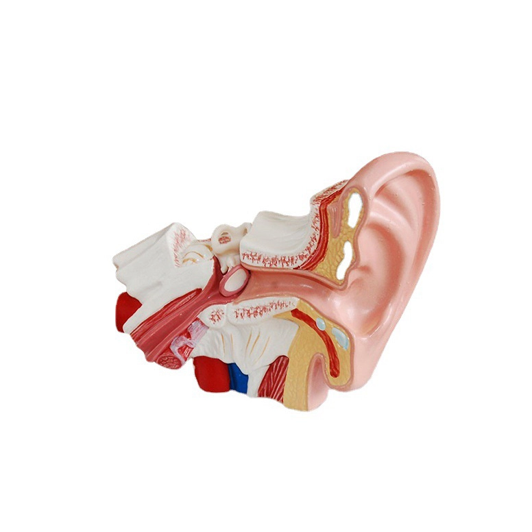 Desktop Ear Model | INNORKOM 1