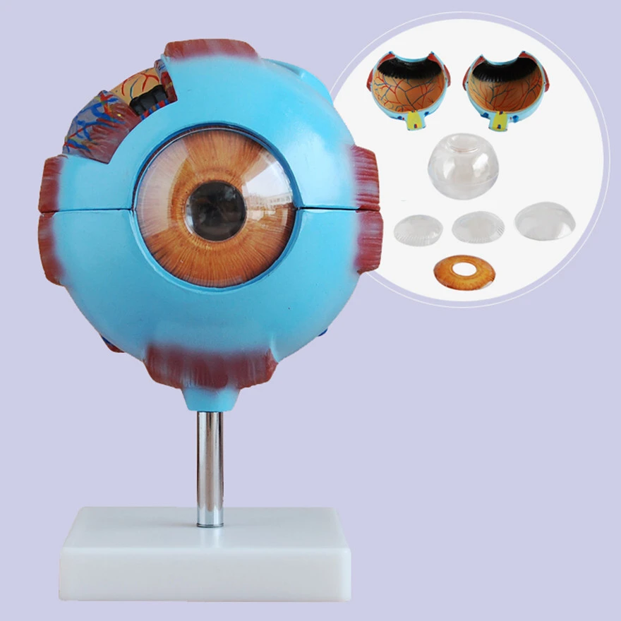 Giant Eye Model | INNORKOM 1
