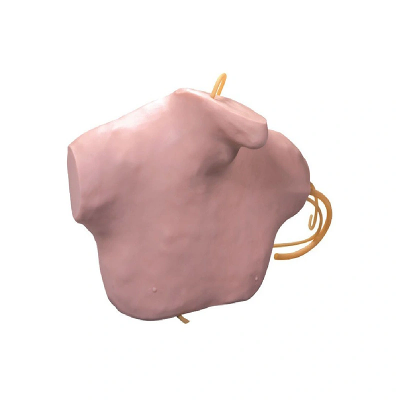 Central Venous Puncture and Catheterization Model | INNORKOM 1