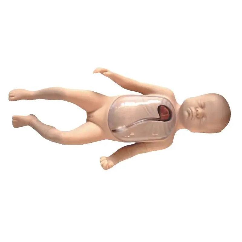 Custom Medical Skeleton Model for Medical Grade 2