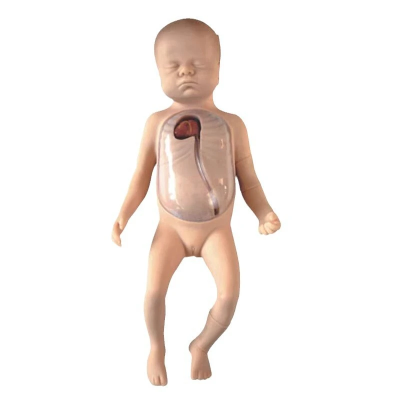 Neonatal Peripheral and Central Vein Intubation Model | INNORKOM 1