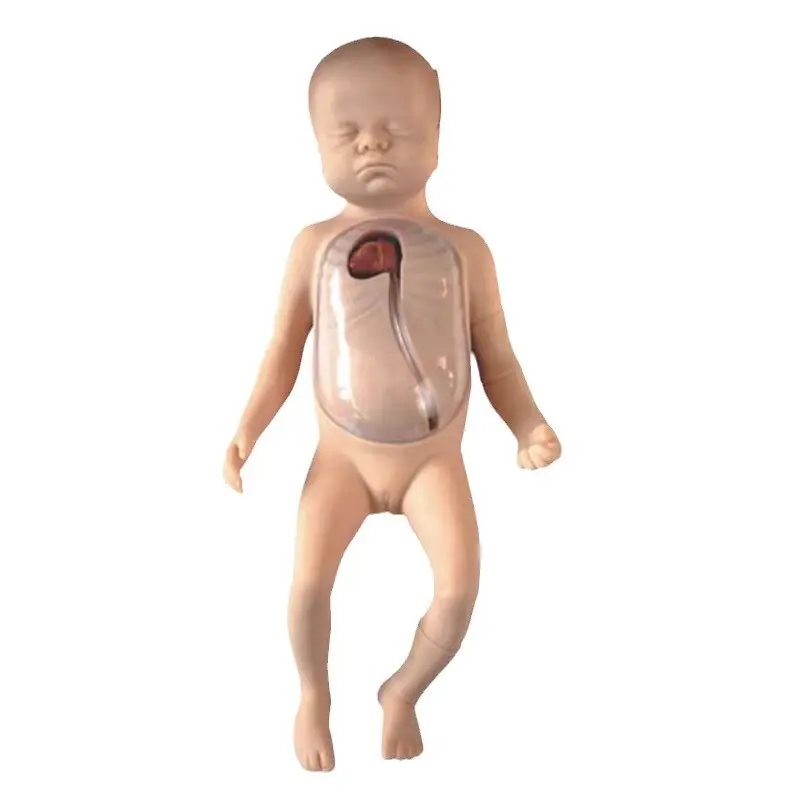 Custom Medical Skeleton Model for Medical Grade 3
