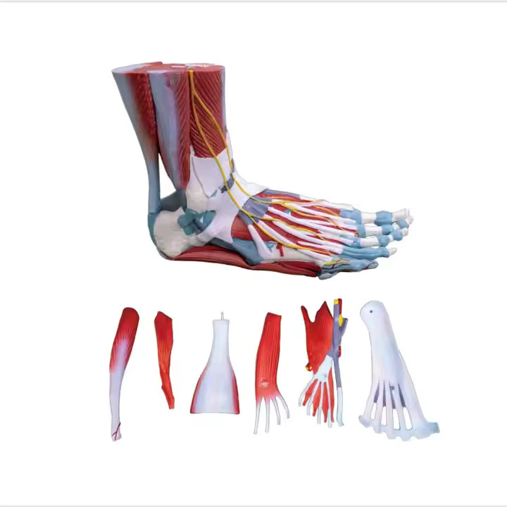 Life Size Human Muscle Foot Model (7 Parts) | INNORKOM 1