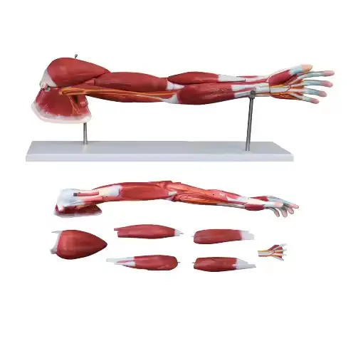 INNORKOM Anatomy Skeleton Model INC-05F Anatomy Skeleton Modelfactory 3