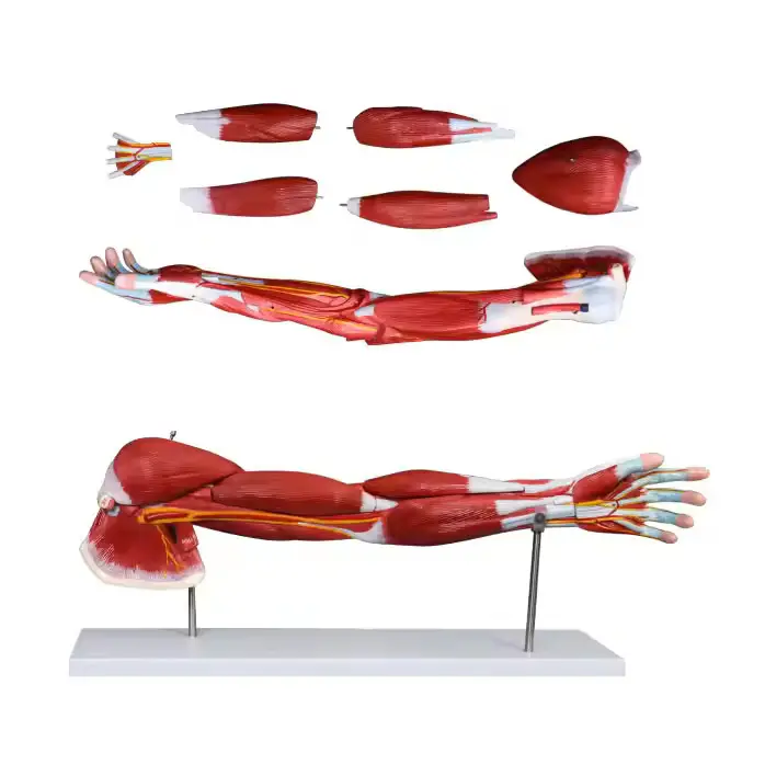 INNORKOM Anatomy Skeleton Model INC-05F Anatomy Skeleton Modelfactory 2