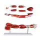 INNORKOM Anatomy Skeleton Model INC-05F Anatomy Skeleton Modelfactory 2