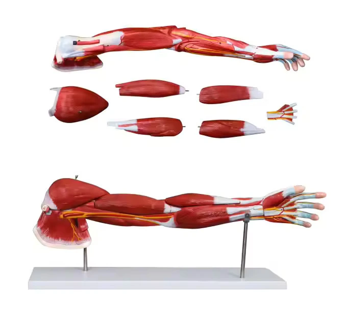 Muscle of Human Arm (7Parts) | INNORKOM 1