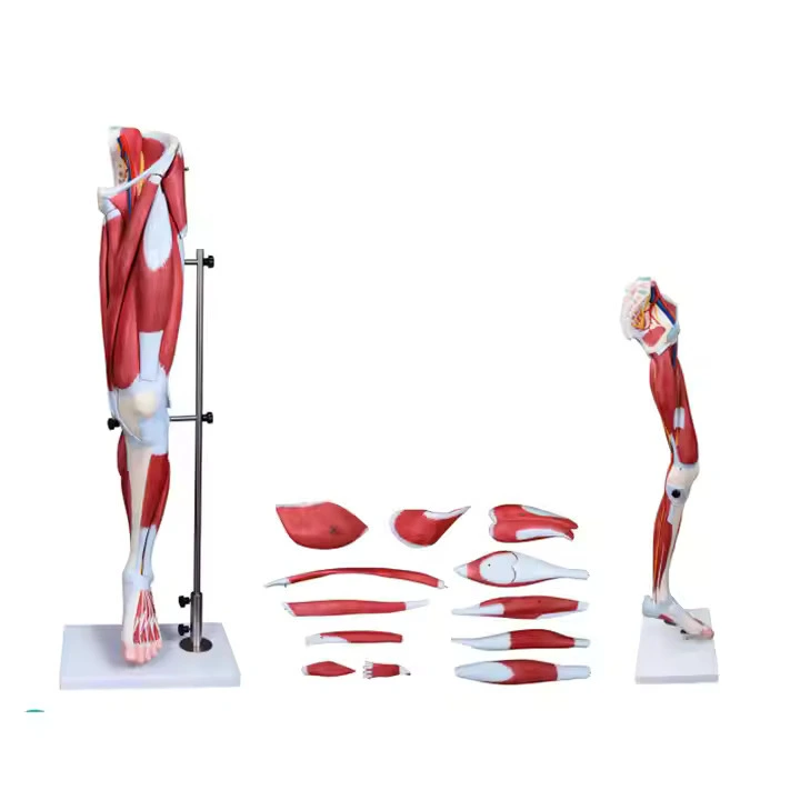 Muscle of Human Leg (13Parts) | INNORKOM 1