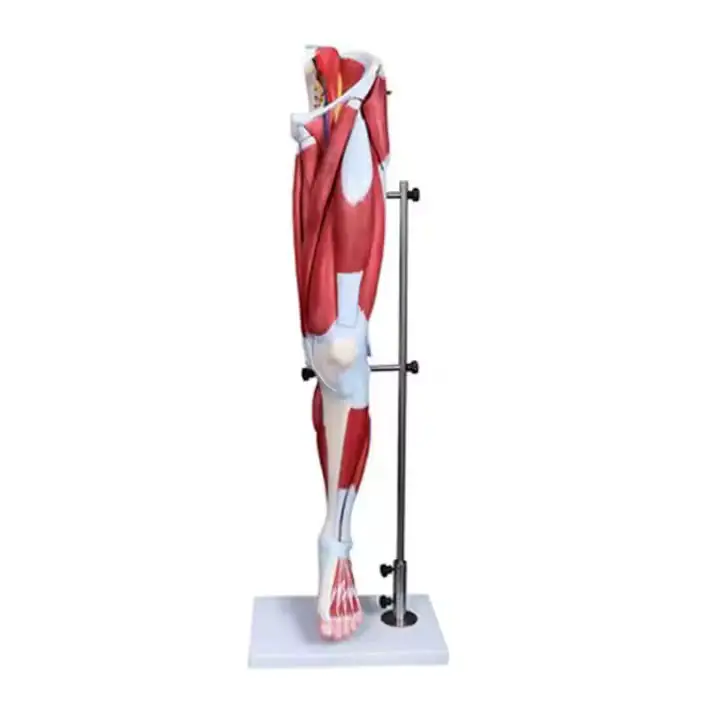 INNORKOM Anatomical Skeleton Model INC-06Fsupplier 3