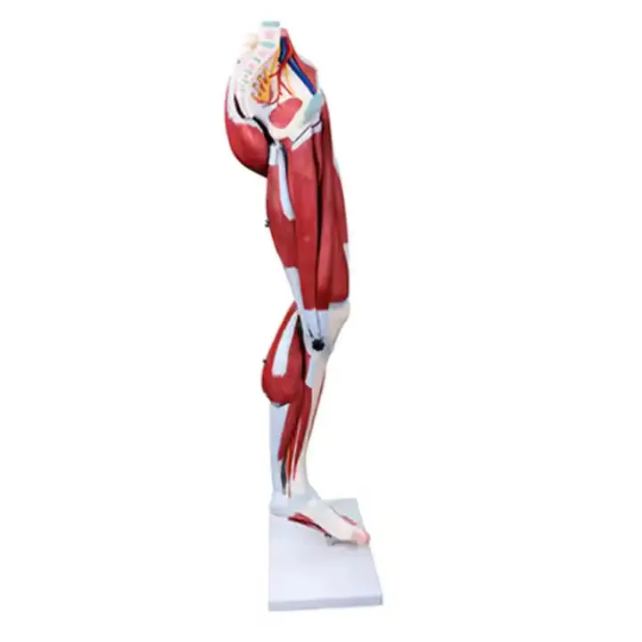 INNORKOM Anatomical Skeleton Model INC-06Fsupplier 2