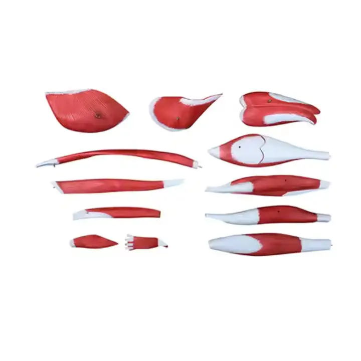INNORKOM Anatomical Skeleton Model INC-06Fsupplier 4