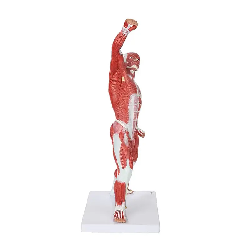 Durable3d Anatomy Model for Medical Grade INC-HM81 INNORKOM 4