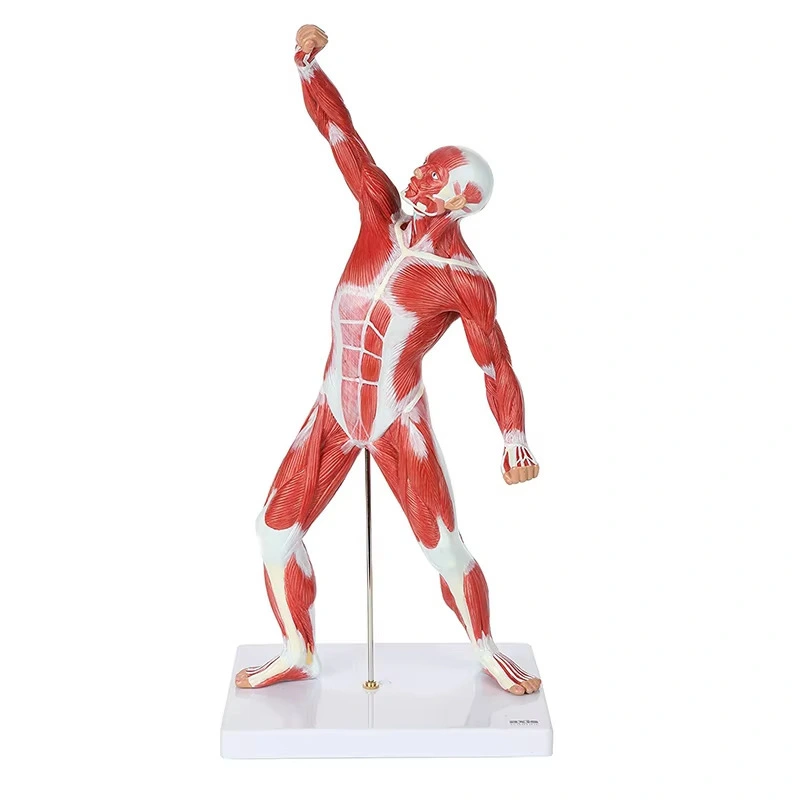 Modelo de músculo humano masculino de 50 cm (1 pieza) | INNORKOM 1