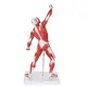 Durable3d Anatomy Model for Medical Grade INC-HM81 INNORKOM 3