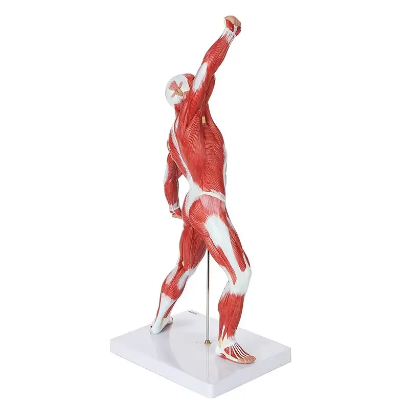 Durable3d Anatomy Model for Medical Grade INC-HM81 INNORKOM 2