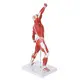 Durable3d Anatomy Model for Medical Grade INC-HM81 INNORKOM 2