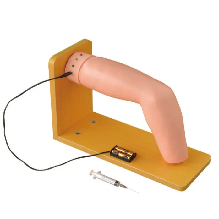 Skeleton Anatomy Model INC-IM103 INNORKOMsupplier 3