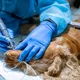 Icu Machine Manufacturer for Operating RoomVeterinary Surgical Procedures 9