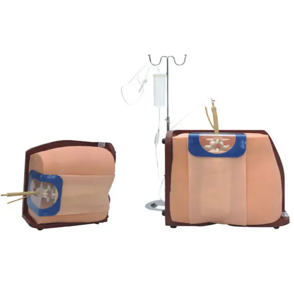 Wholesale 3b Medical Models Vendor for Medical Grade 2