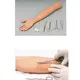 Custommedical Anatomy Models for Medical Grade INC-VM12 INNORKOM 3