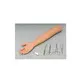 Custommedical Anatomy Models for Medical Grade INC-VM12 INNORKOM 2