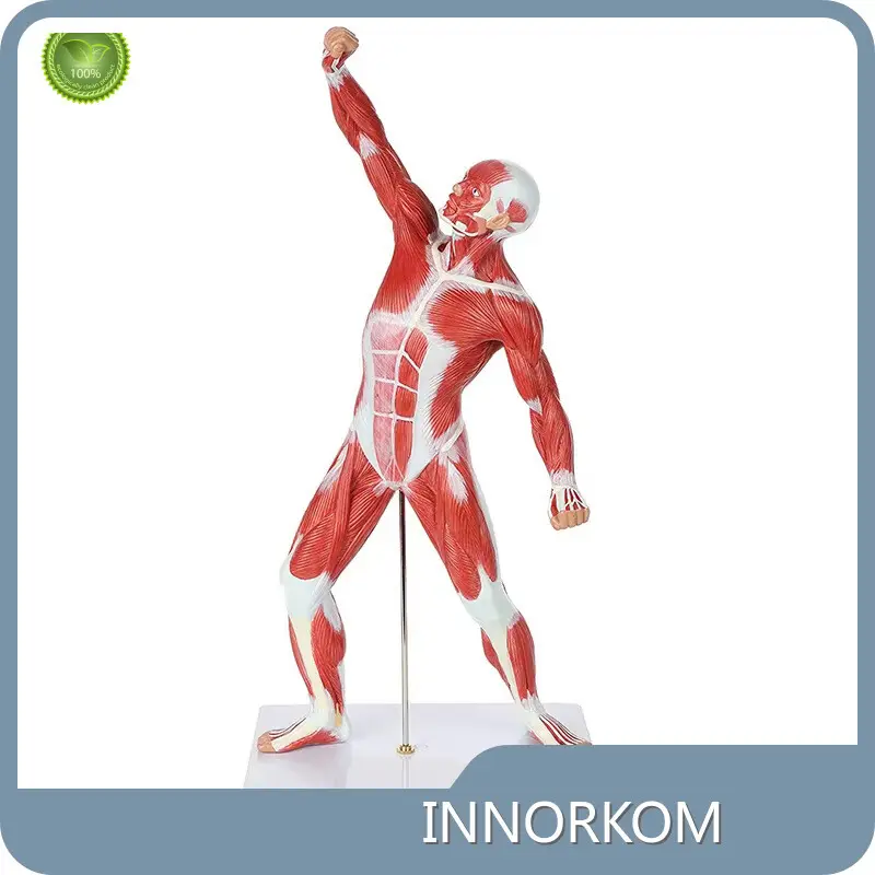 Durable3d Anatomy Model for Medical Grade INC-HM81 INNORKOM 1