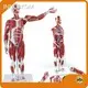 Sterile and Corrosion Resistant Human Body Anatomy Model Manufacturer for Operating Room 1