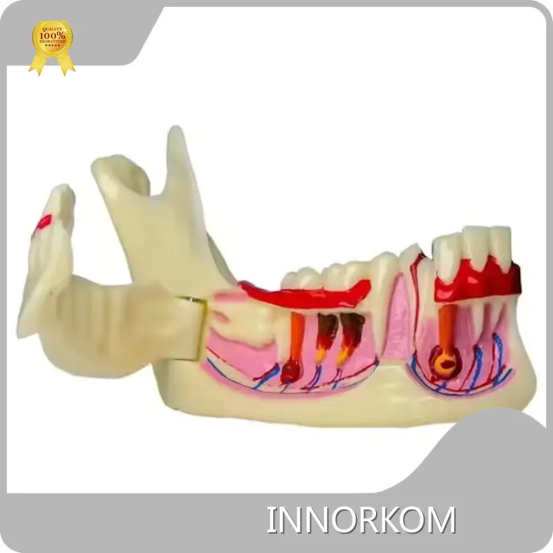 Custom Anatomical Head Model for Operating Room 1