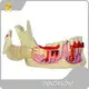 Custom Anatomical Head Model for Operating Room 1