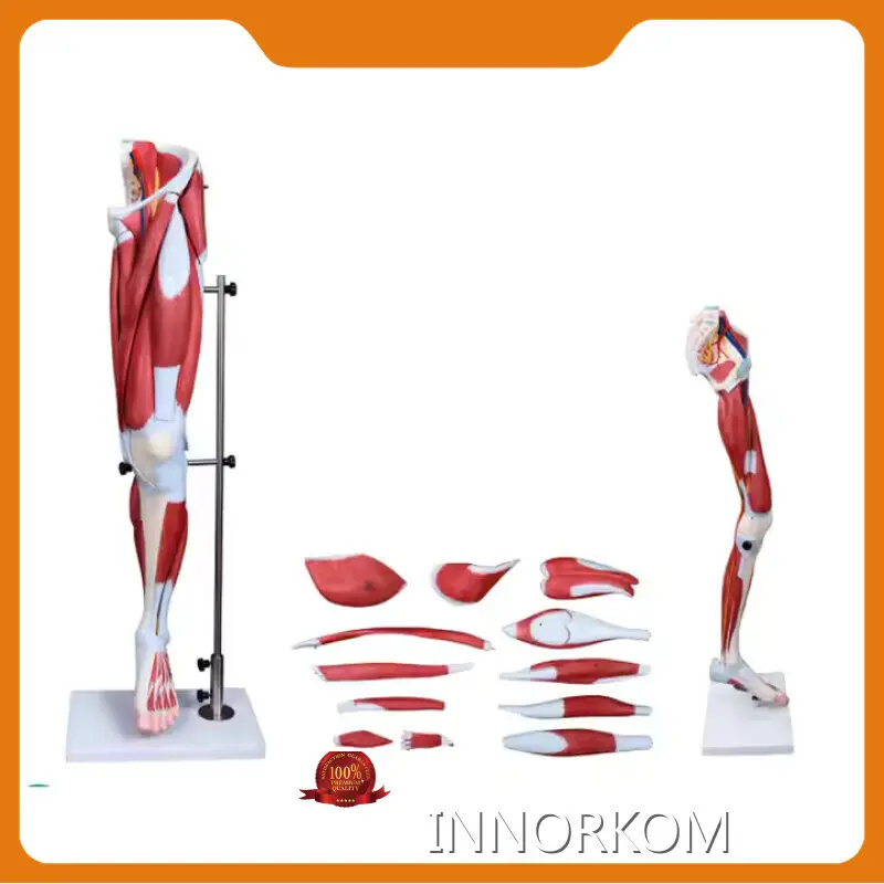 INNORKOM Anatomical Skeleton Model INC-06Fsupplier 1