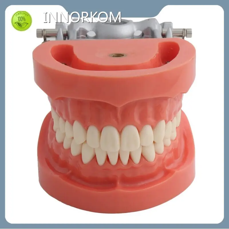 3d Anatomy Model Company for Medical GradeINC-05T 1