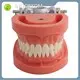 3d Anatomy Model Company for Medical GradeINC-05T 1