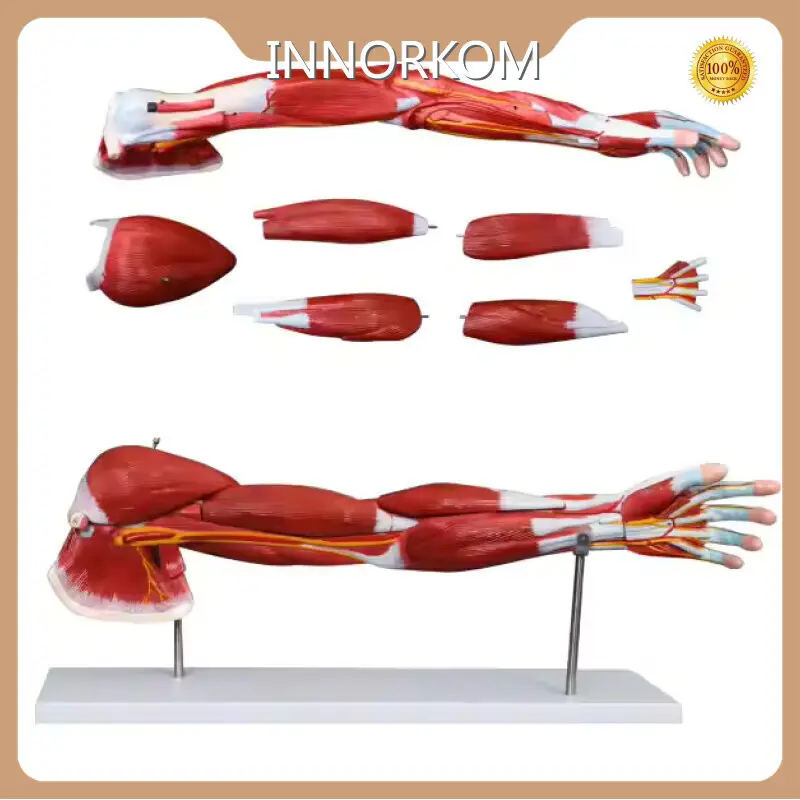 INNORKOM Anatomy Skeleton Model INC-05F Anatomy Skeleton Modelfactory 1