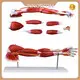 INNORKOM Anatomy Skeleton Model INC-05F Anatomy Skeleton Modelfactory 1