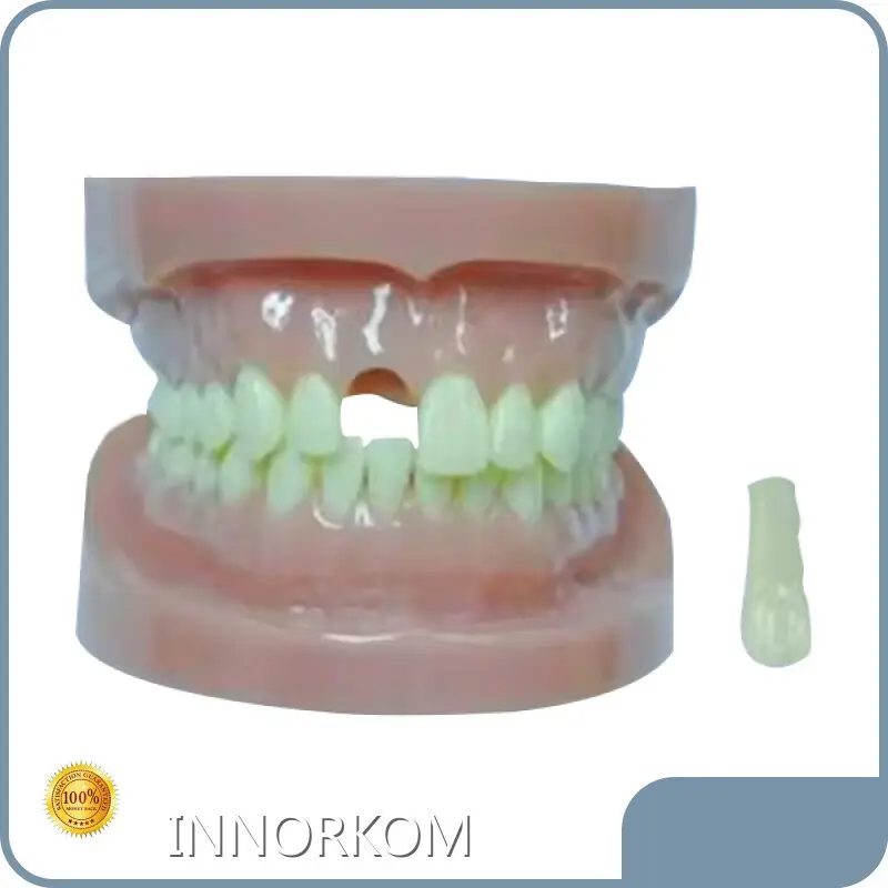 Medical Skull Model for Operating Room INC-03Tfactory 1