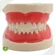 Sterile and Corrosion Resistant Medical Anatomy Models for Medical Grade 1
