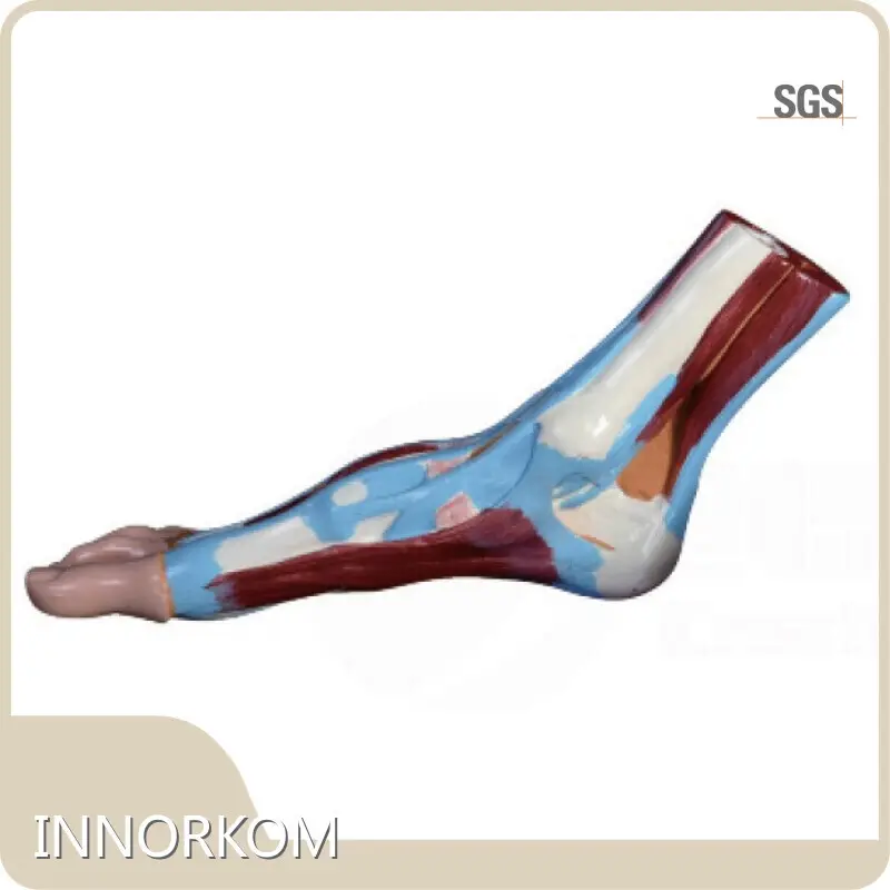 INNORKOM Anatomical Shoulder Model INC-02Fmanufacturer 1