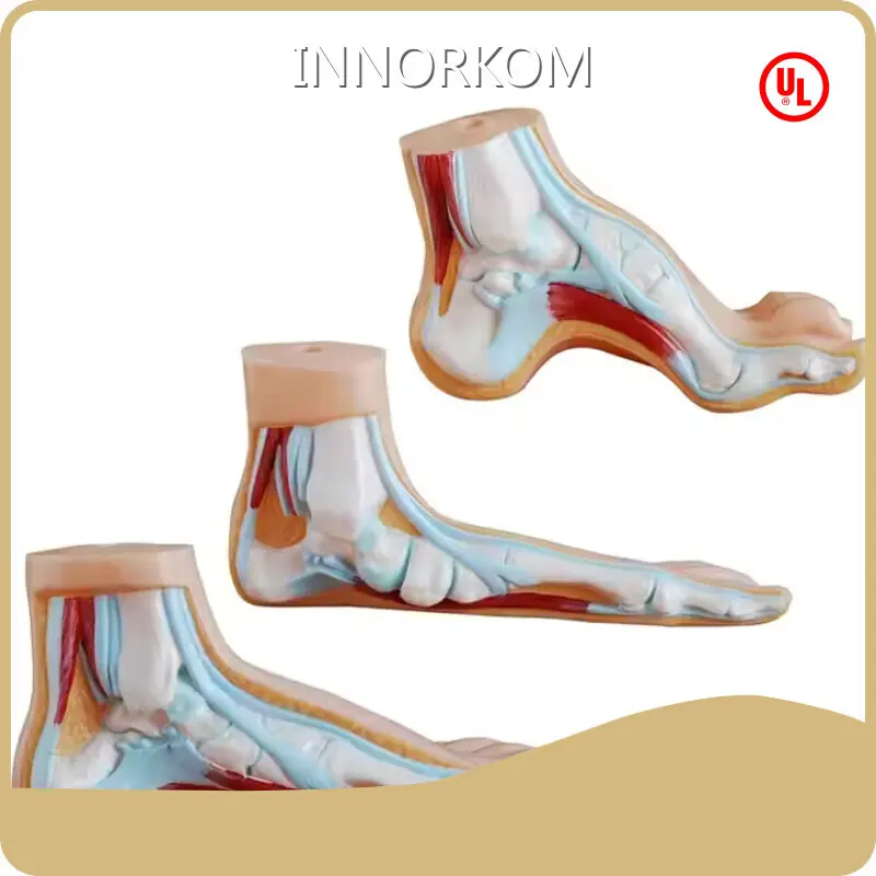 Wholesale Medical Anatomy Models Vendor for Operating Room 1