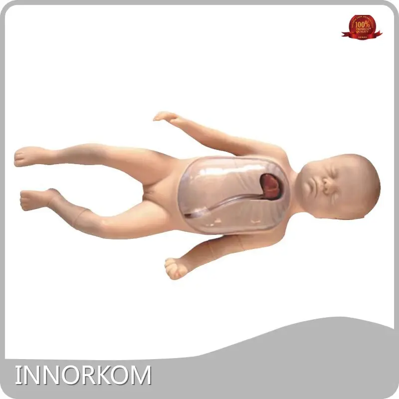 Custom Medical Skeleton Model for Medical Grade 1