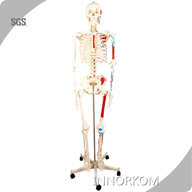 INNORKOM Medical Skeleton Model Vivid Anatomical Structuresupplier 1