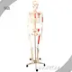 INNORKOM Medical Skeleton Model Vivid Anatomical Structuresupplier 1