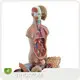 High Precision Muscle Model Wholesaler 1