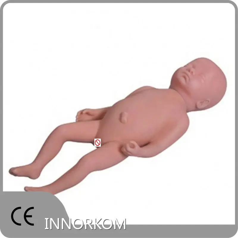 Medical Educational Models First-rate Servicewholesaler 1