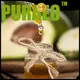 Puraeo best carrier oil for massage manufacturers for face 1