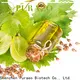 Puraeo Best organic sweet almond oil factory for perfume 1