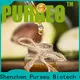 Puraeo High-quality best carrier oil for massage manufacturers for perfume 1