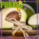 Puraeo Custom avocado oil carrier oil Suppliers for massage 1