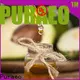 Puraeo carrier oils for skin for business for perfume 1