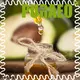 Puraeo Top avocado oil carrier oil Supply for face 1