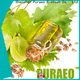 Puraeo carrier oil for essential oils manufacturers for skin 1